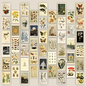 May include: A collection of vintage-style botanical and scientific illustrations. The images feature various insects, plants, mushrooms, butterflies, and a human skull. The color palette includes beige, cream, and muted earth tones, creating a nostalgic aesthetic.
