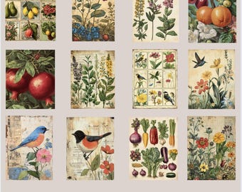Vintage Garten Drucke SVG und PNG Bundle Antike Samenpaket Replikate Kräuter Illustration Gemüse Kunst POD Designs für T-Shirts Tassen Bilder