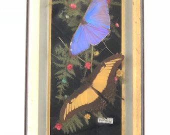 Framed Butterflies in a Shadow Box by Francis - Vintage Curiosities at Bubbly Creek