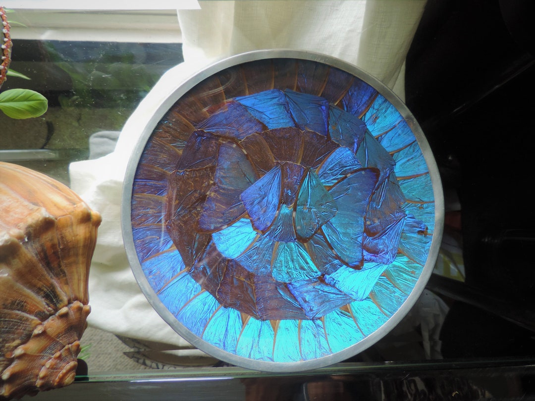 Buy Authentic Vintage Blue Morpho Butterfly Wing Art Plate| #repurpose  #redid #refashion #reearth |#reuse #sustainabledecor Online in India 