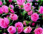 In Depth 3 Month Numerological Forecast , within 24 Hours