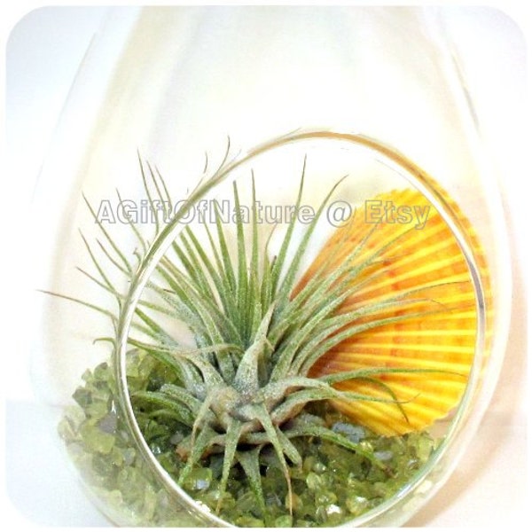 TERRARIUM KIT - Tillandsia Air Plant Hanging Orb Glass Teardrop - Limon Springs Raindrop - Home Decor Hostess Gift Housewarming Gift