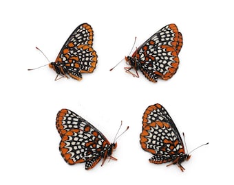 BALTIMORE CHECKERSPOT butterfly Lot of 4