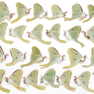 LUNA moth Lot of 25 GREAT colors BEST color and eyespots