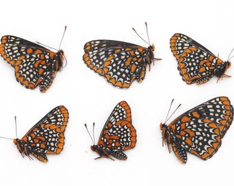 BALTIMORE CHECKERSPOT butterfly Lot of 6