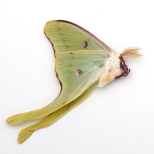 LUNA MOTH unmounted unspread ex-pupa specimens