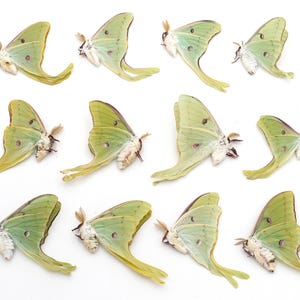 LUNA moth Lot of 18 GREAT colors good color and eyespots