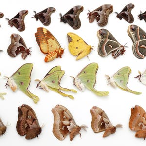 Lot of 24 moths LUNA promethea CECROPIA polyphemus REGAL imperialis
