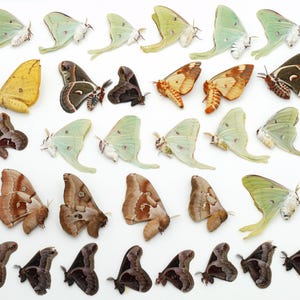 Lot of 38 moths LUNA promethea CECROPIA polyphemus REGAL imperialis