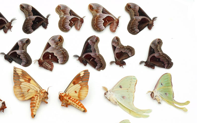 Lot of 38 Moths LUNA Promethea CECROPIA Polyphemus REGAL - Etsy
