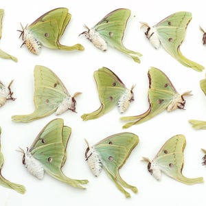 LUNA moth Lot of 15 great color