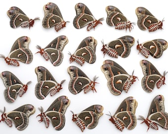 CECROPIA MOTH Lot of 20 unmounted unspread ex-pupa specimens