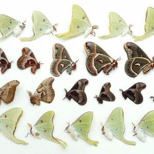 Lot of 29 moths LUNA promethea CECROPIA polyphemus