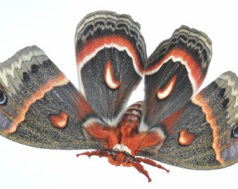 CECROPIA MOTH unmounted unspread PERFECT ex-pupa moth insect butterfly specimens