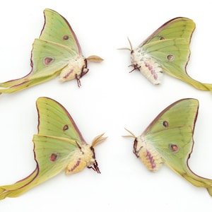 LUNA moth Lot of 4 spring brood EXQUISITE colors BEST color and eyespots