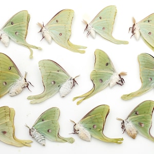Luna Moth Lot: 12 Spring Brood Specimens