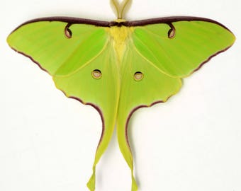 LUNA MOTH perfect grade spring brood unmounted unspread ex-pupa specimens