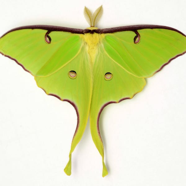 LUNA MOTH perfect grade spring brood unmounted unspread ex-pupa specimens