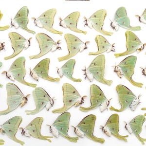 LUNA moth Lot of 36 spring brood good colors and eye spots