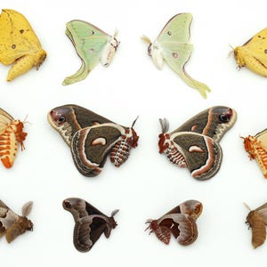 Lot of 12 moths LUNA promethea CECROPIA polyphemus REGAL imperial all pairs