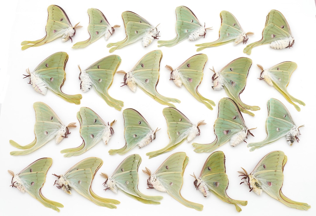 LUNA Moth Lot of 24 GREAT Colors BEST Color and Eyespots - Etsy