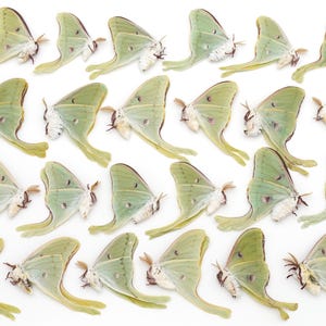 LUNA moth Lot of 24 GREAT colors BEST color and eyespots