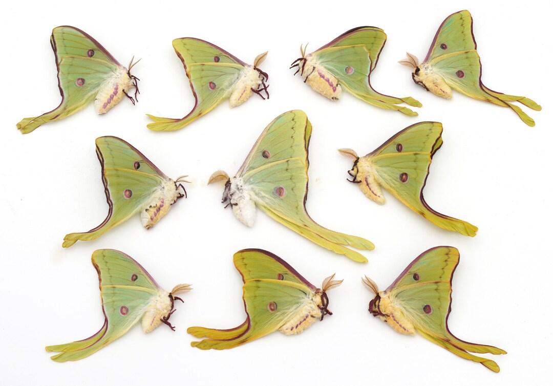 LUNA Moth Lot of 10 Spring Brood LUNA Moths Etsy