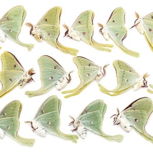 LUNA moth Lot of 19 GREAT colors BEST color and eyespots