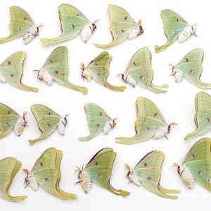 LUNA moth Lot of 19 GREAT colors good color and eyespots