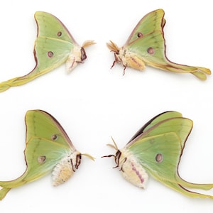LUNA moth Lot of 4 spring brood EXQUISITE colors BEST color and eyespots