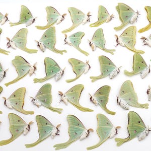 LUNA moth Lot of 35 spring brood good colors and eye spots