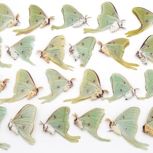 LUNA moth Lot of 23 spring and summer brood