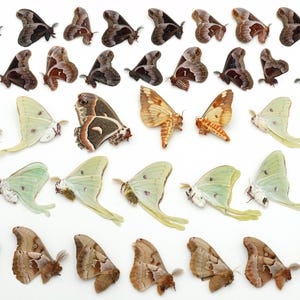 Lot of 38 moths LUNA promethea CECROPIA polyphemus REGAL