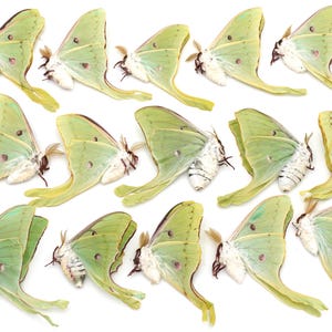 LUNA moth Lot of 21 spring brood good colors and eye spots