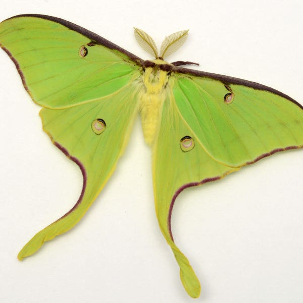 LUNA MOTH near perfect grade unmounted unspread SPRING brood ex-pupa specimens