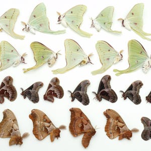 Lot of 22 moths LUNA promethea POLYPHEMUS