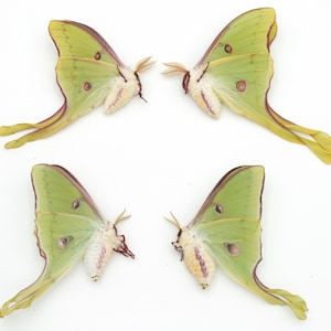 LUNA moth Lot of 4 spring brood EXQUISITE colors BEST color and eyespots