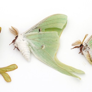 3 PRACTICE grade specimens of LUNA moth actias luna