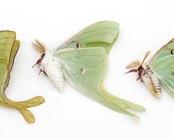 3 PRACTICE grade specimens of LUNA moth actias luna
