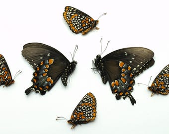 BALTIMORE CHECKERSPOT butterfly and Spicebush Swallowtail Lot of 6