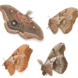 POLYPHEMUS MOTHS Lot of 4 unmounted unspread ex-pupa specimens