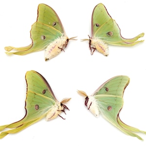 Exquisite Luna Moth Specimens: Lot of 4 Spring Brood