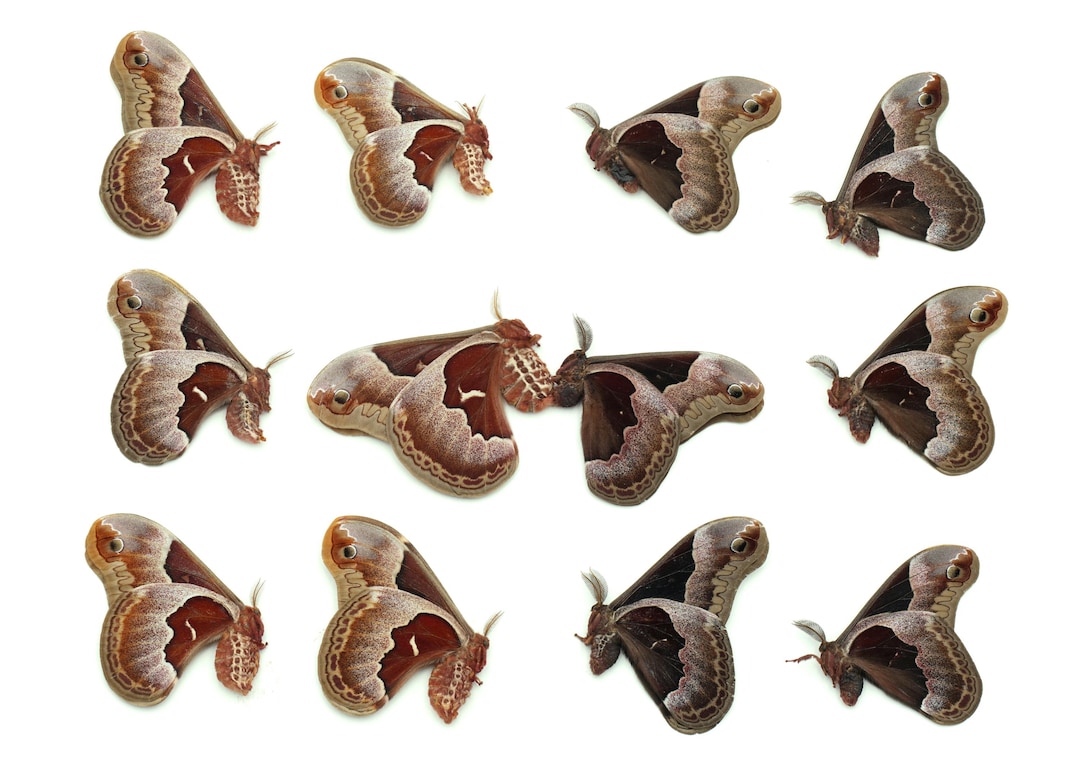 Lot of 12 Promethea Moths Including a Mating Pair Ex-pupa Specimens ...
