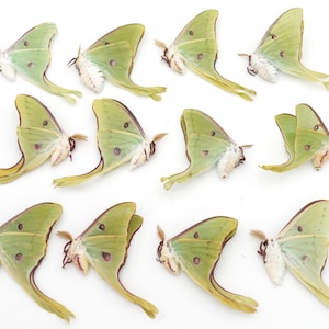 Luna Moth Lot: 12 Spring Brood Specimens, Large Eyespots