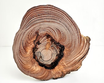 Reclaimed Larch Wood Slices Irregular Round Shape, Heart Wood Rounds, Redwood Tree Slice,  Natural Coaster,  Burl Wood Art