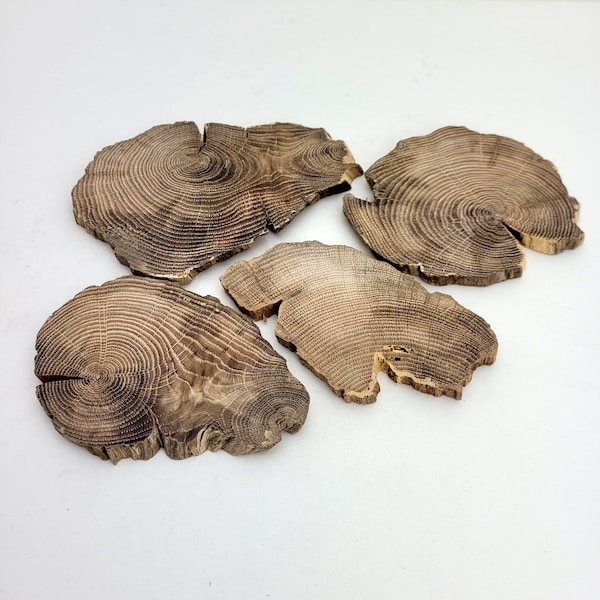 Tranches de bois de chêne de récupération de formes variées, bois pour projets de résine époxy, 4 pièces