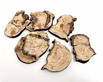 Spalted Beech Tree Slices in Various Organic Irregular Shapes, Pack of 6, Medium Size