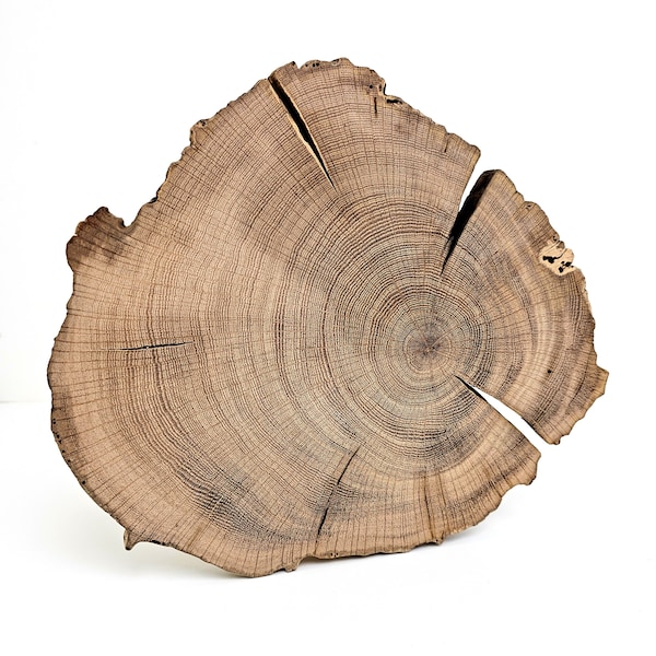 Live Edge Reclaimed Oak Wood Slab - Irregular Shape Large Oak Tree Slice - Exclusive 10" Tree Slice