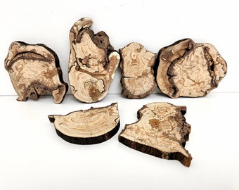 Spalted Beech Tree Slices in Various Organic Irregular Shapes, Pack of 6, Medium Size