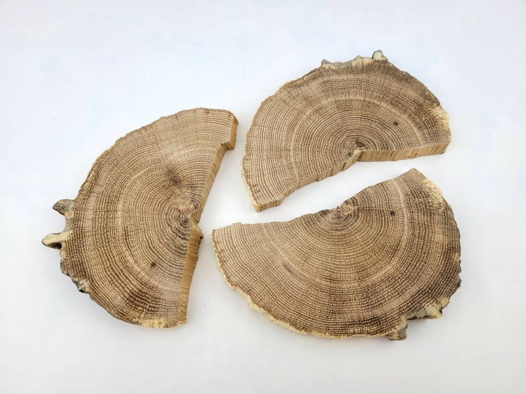 Natural Rustic Oak Wood Half Rounds, Unfinished Raw Wood Pieces Etsy